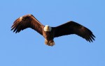 Bald Eagle Looking at&nbsp;Me