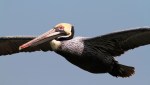 Brown Pelican Flight