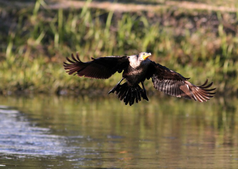 Cormorant Takeoff 