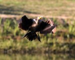 Cormorant Takeoff