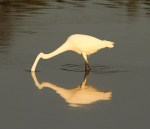 Egret Fishing at&nbsp;Sunset