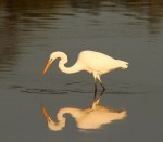 Egret Fishing at&nbsp;Sunset