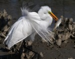 Egret in Breeding Plumage&nbsp;Fishing