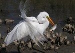Egret in Breeding Plumage&nbsp;Fishing
