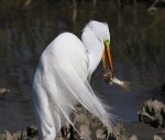 Egret in Breeding Plumage&nbsp;Fishing