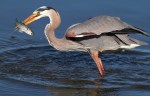 GBH Fishing in the Salt&nbsp;Marsh