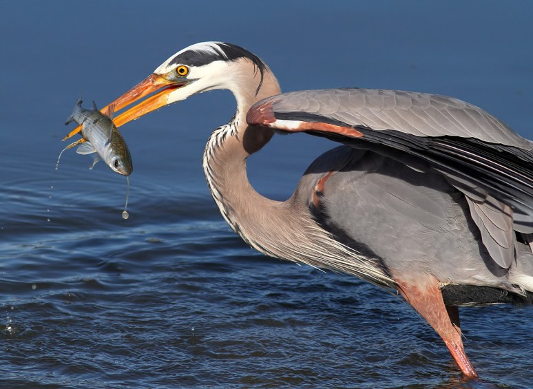 GBH Fishing in the Salt Marsh 
