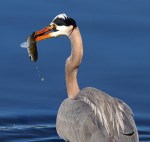 GBH Fishing in the Salt&nbsp;Marsh