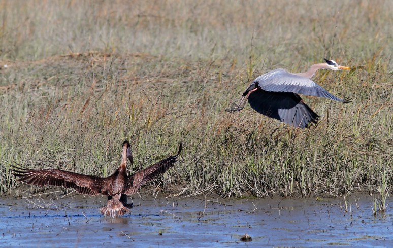GBH Fishing in the Salt Marsh with Pelican