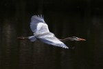 Great Blue Heron&nbsp;Flight