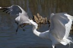 Gull Takes Fish From&nbsp;Egret