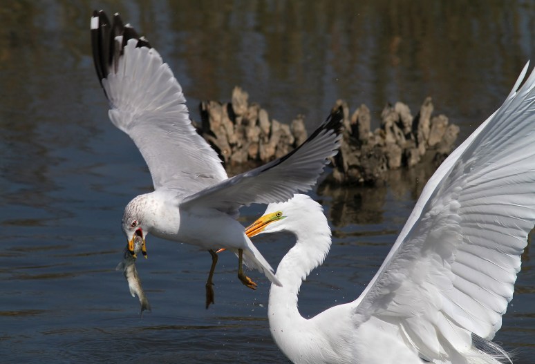 Gull Takes Fish From Egret