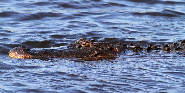Head Alligator of the Swamp 