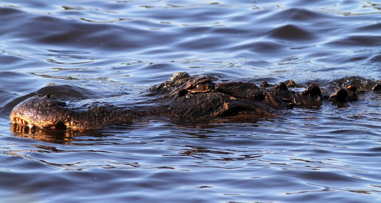 Head Alligator of the Swamp 