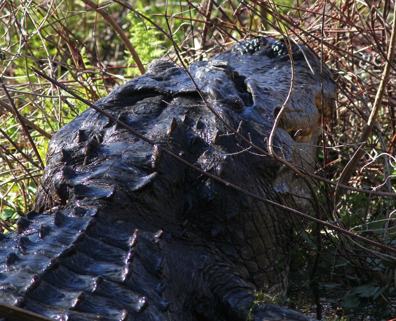 Head Alligator of the Swamp 