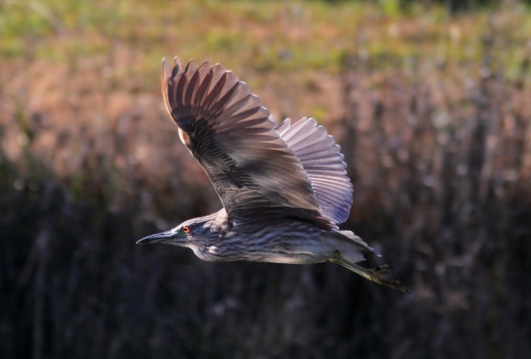 Juvenile Night Heron