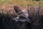 Juvenile Night Heron&nbsp;Flight