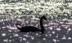 Late Afternoon Swan