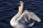 Late Afternoon Swan