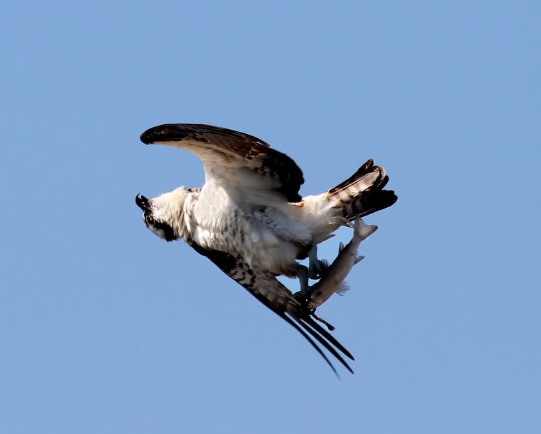 Osprey Flight with Fish
