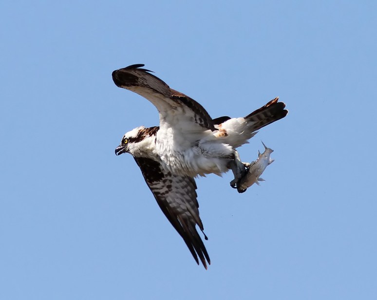 Osprey Flight with Fish