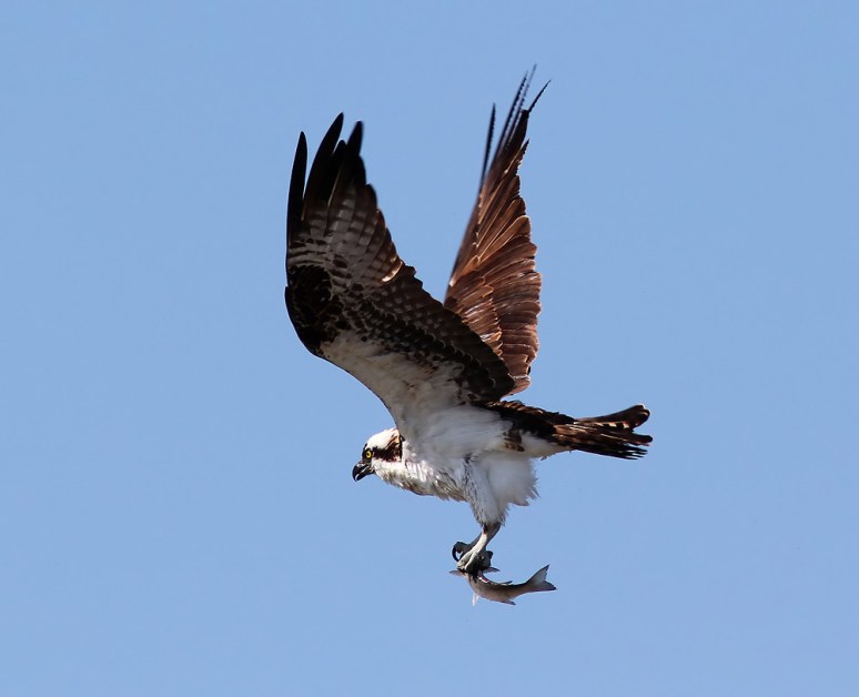 Osprey Flight with Fish