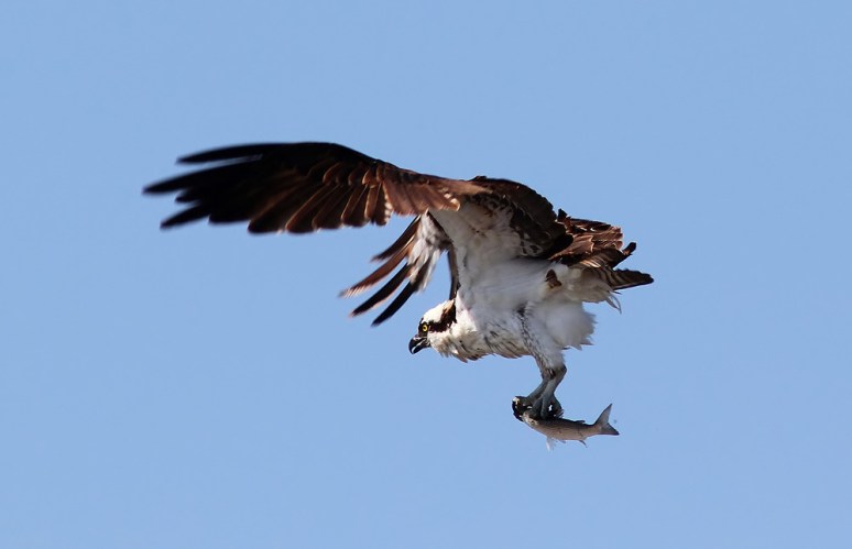 Osprey Flight with Fish
