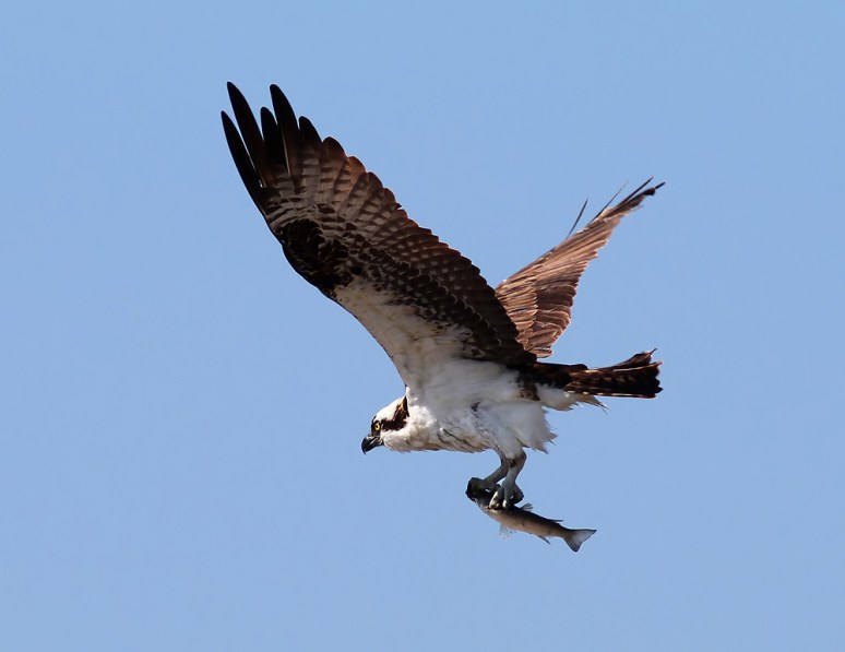 Osprey Flight with Fish