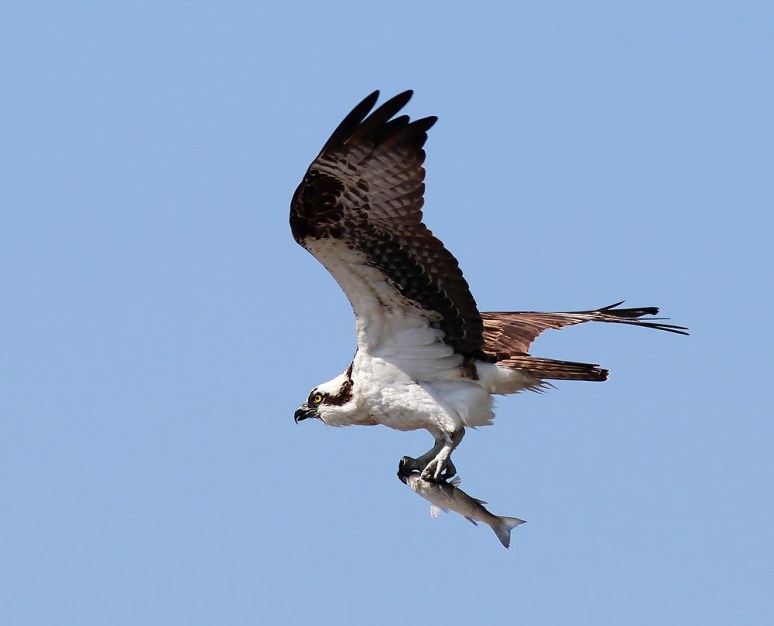 Osprey Flight with Fish