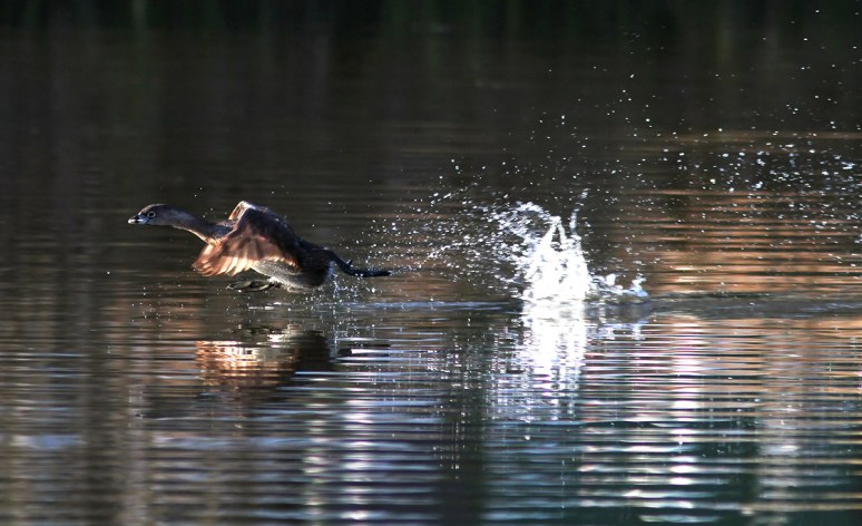 PB Grebe Taking Off