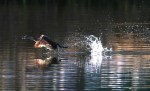 PB Grebe Taking&nbsp;Off