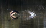PB Grebe Taking&nbsp;Off