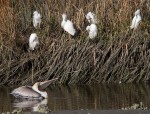 Pelican and Snowy&nbsp;Group