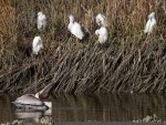 Pelican and Snowy&nbsp;Group