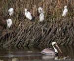 Pelican and Snowy&nbsp;Group