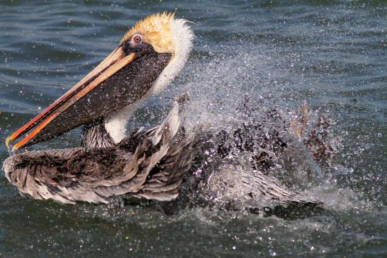 Pelican Bathing 