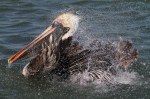 Pelican Bathing