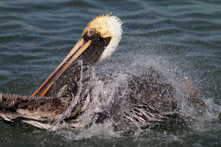 Pelican Bathing 