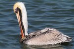 Pelican Bathing