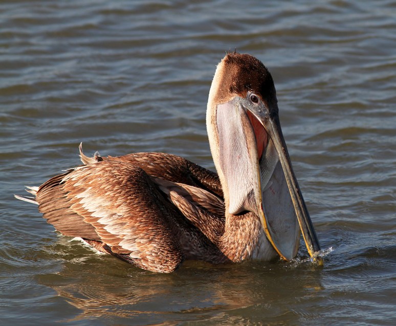 Pelican Fishing 