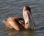 Pelican Fishing