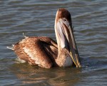 Pelican Fishing