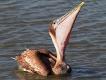 Pelican Fishing