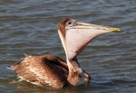 Pelican Fishing