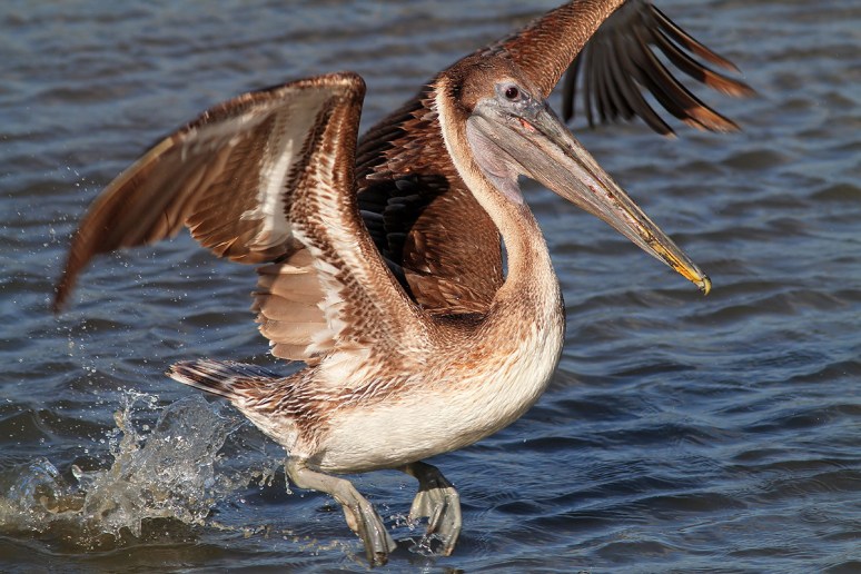 Pelican Fishing 