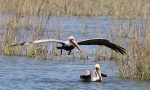Pelican Showing Off