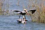Pelican Showing Off