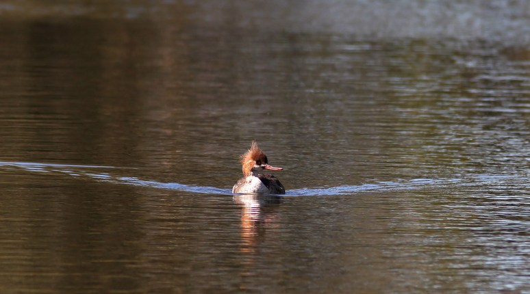 Red Breasted Merganser 