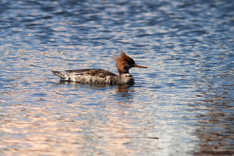 Red Breasted Merganser 