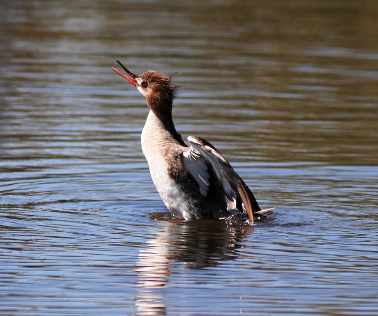 Red Breasted Merganser 
